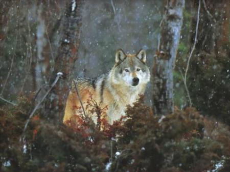 loup