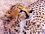 il est  trop beau 