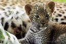 petit guepard 