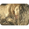 lion