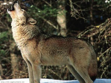 loup