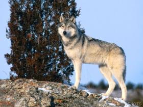 loup