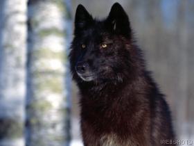 loup