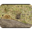 bébé guepard