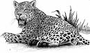 jagueard